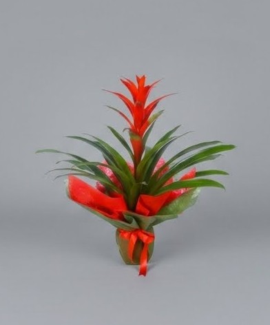 Guzmania