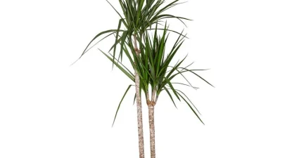 Marginata 2 Dal