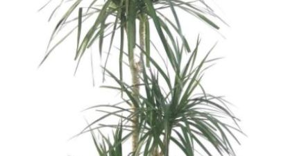 Marginata  3 Dal