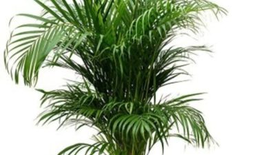 Areka Palmiyesi Jumbo