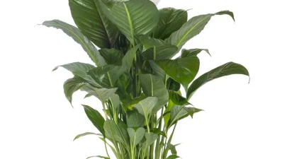 Barış Çiçeği Jumbo