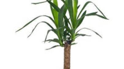 Yuka Tek Dal